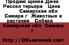 Продаю щенка Джек  Рассел терьера › Цена ­ 5 000 - Самарская обл., Самара г. Животные и растения » Собаки   . Самарская обл.,Самара г.